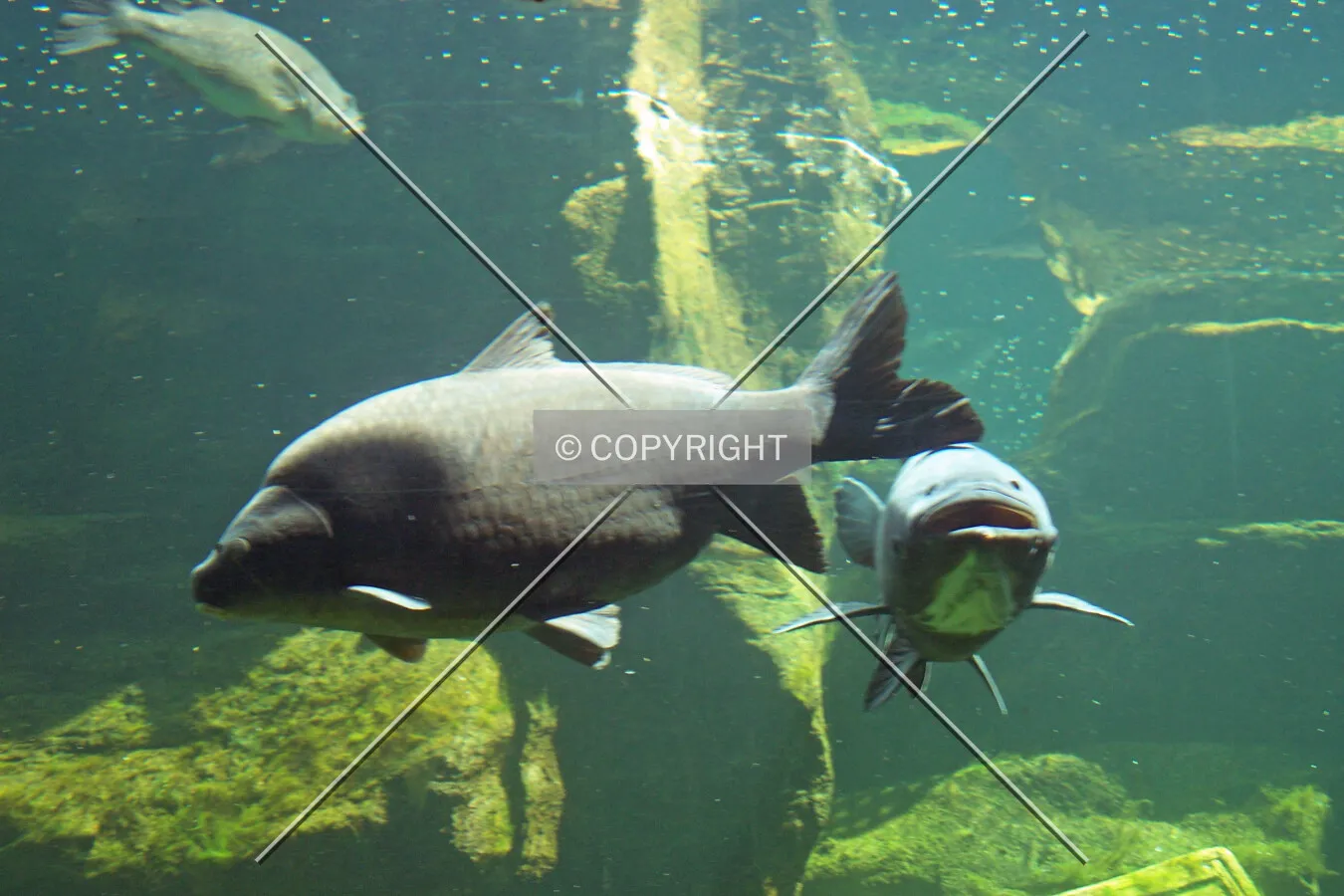Fish display