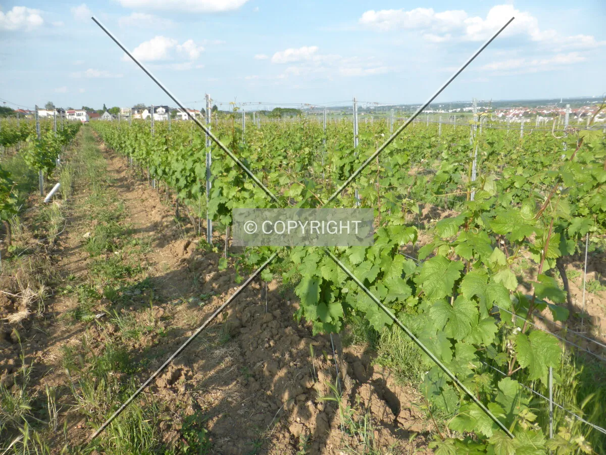 Vineyards around Flörsheim-Wicker