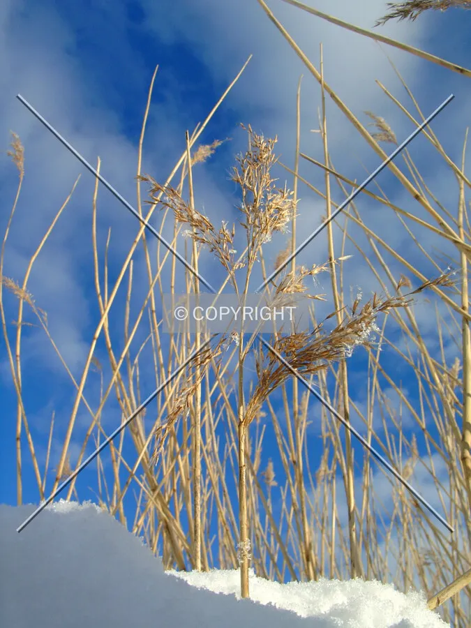 Reed in winter
