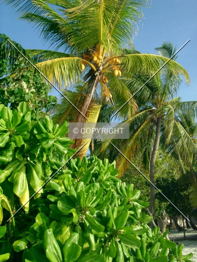 Photo 014-584-272