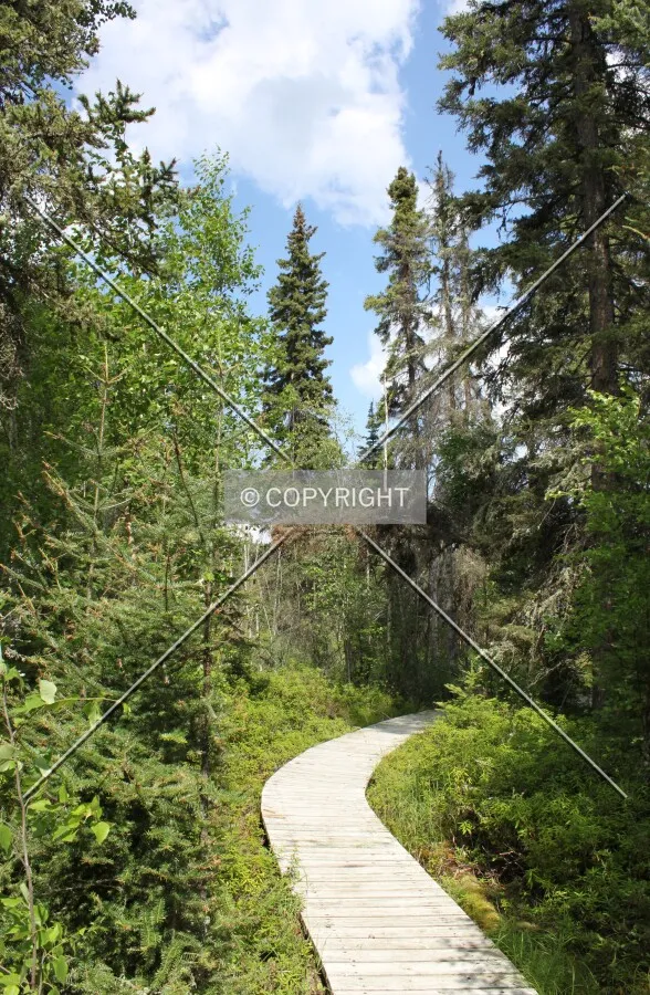 Narrows Peninsula Trail
