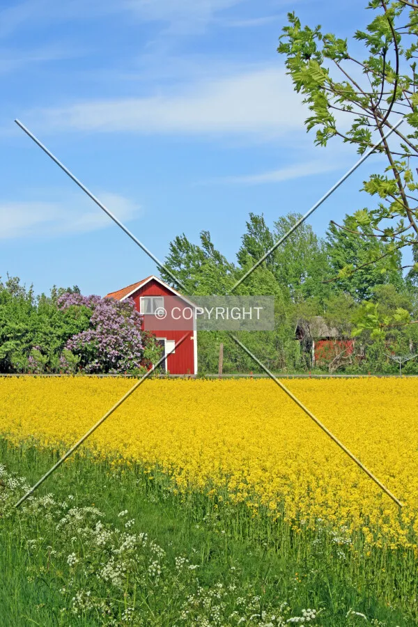 Photo 149-315-794