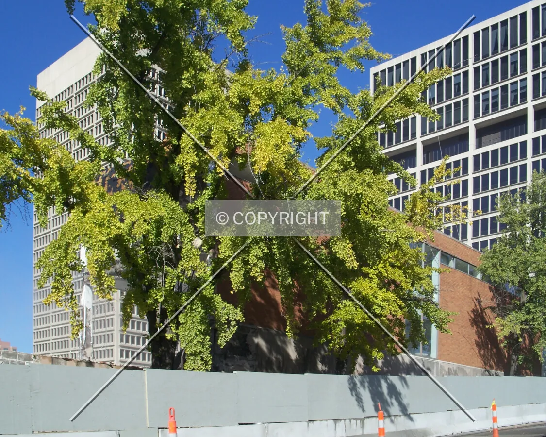 Small portion remains behind a tree during demolition