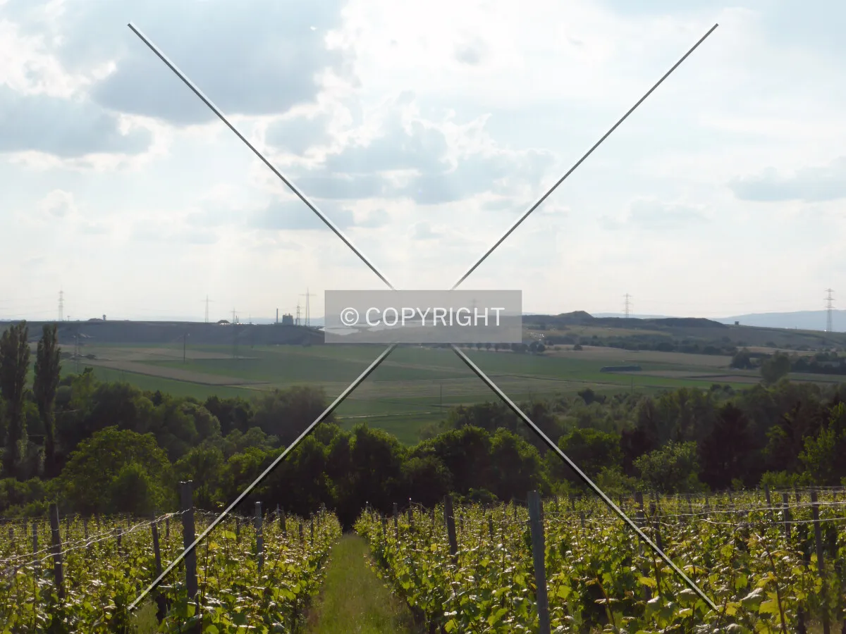 Vineyards around Flörsheim-Wicker