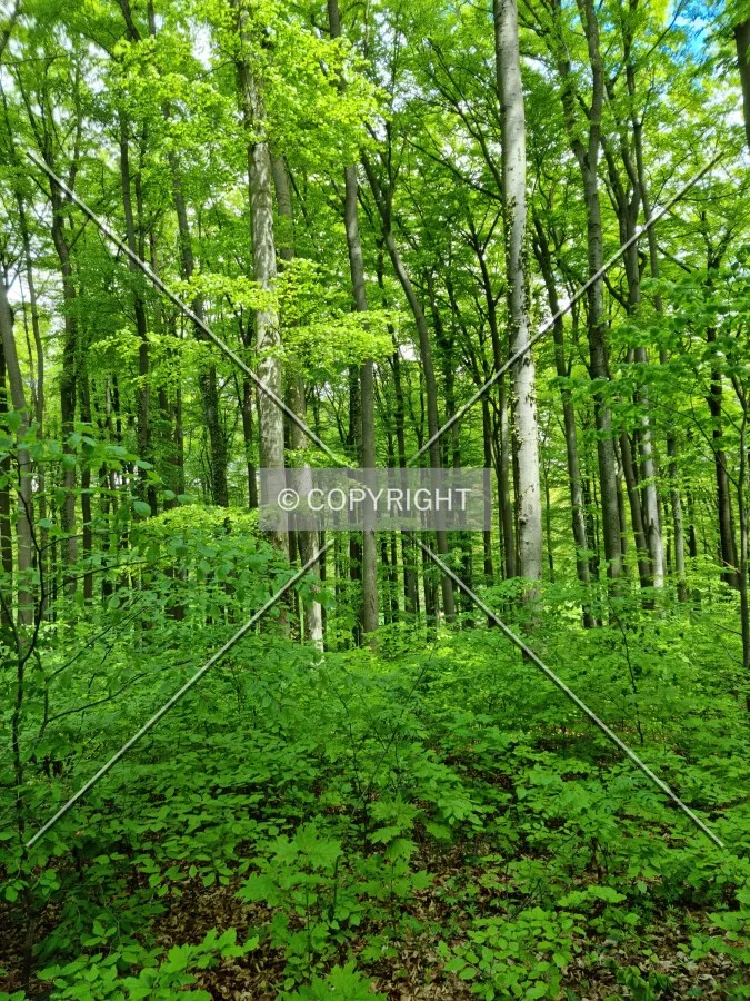 Simply trees in a forest