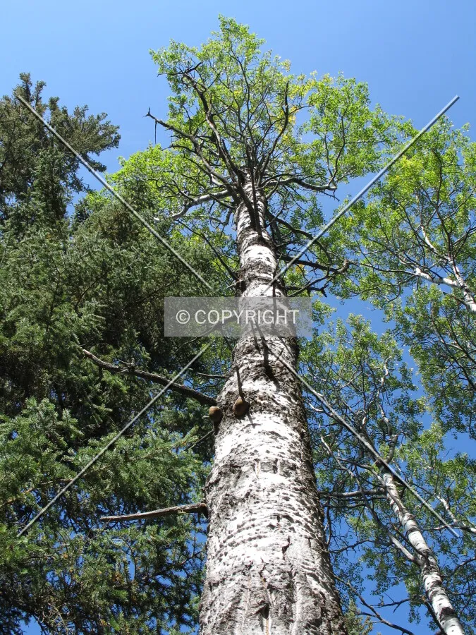 Birch tree in Duck Mountain Provincial Park