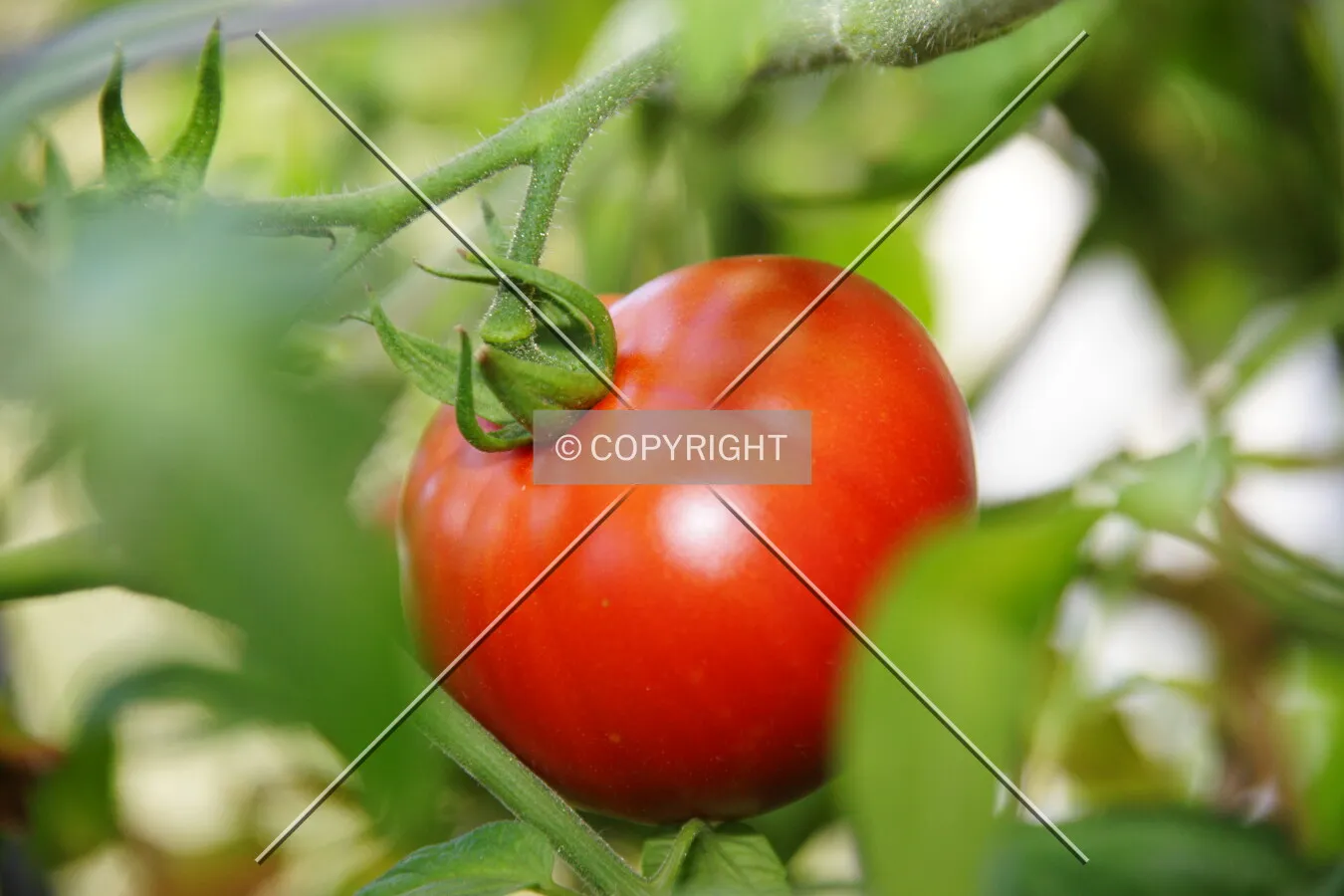 A red tomato between green leaves