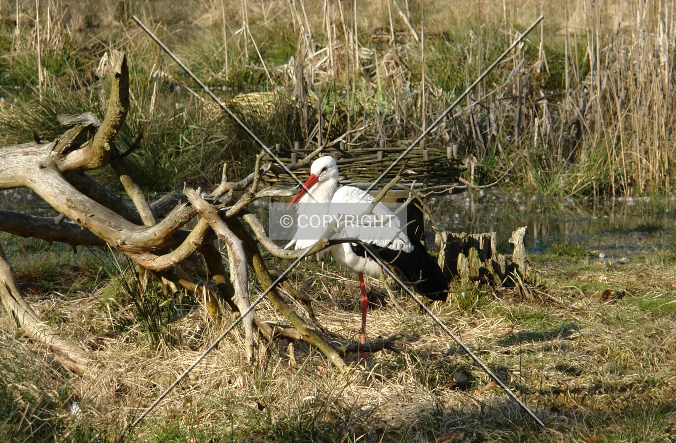 Photo 165-778-449