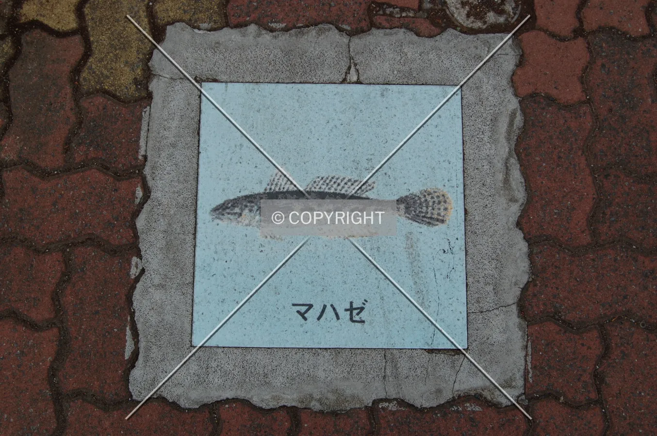 Photo 167-678-279