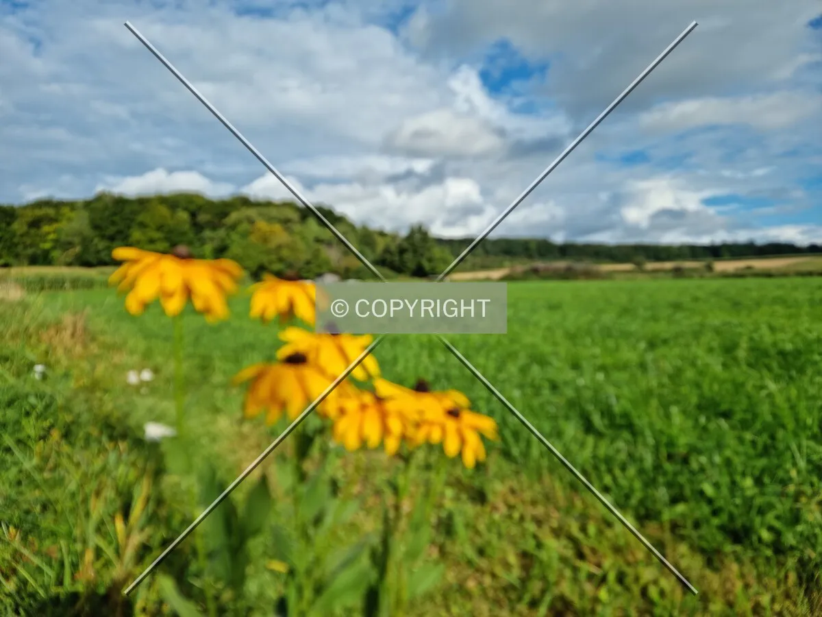 Photo 170-972-151