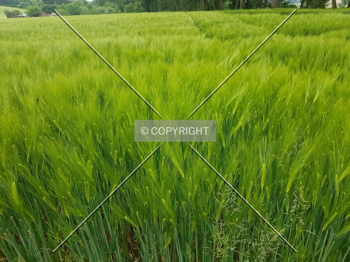 A green cornfield