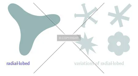 radial-lobed and its variations