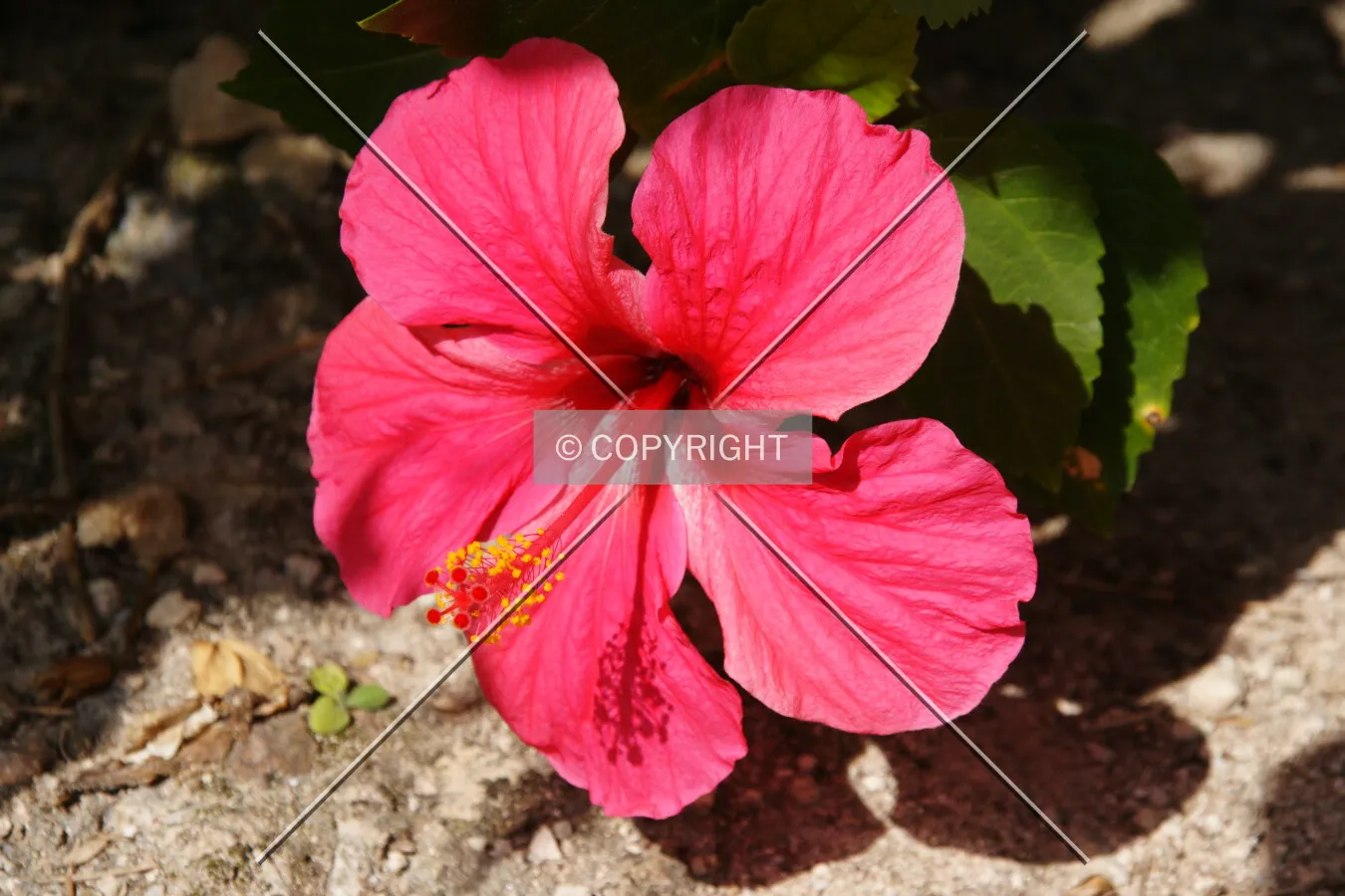 pink hibiscus flower