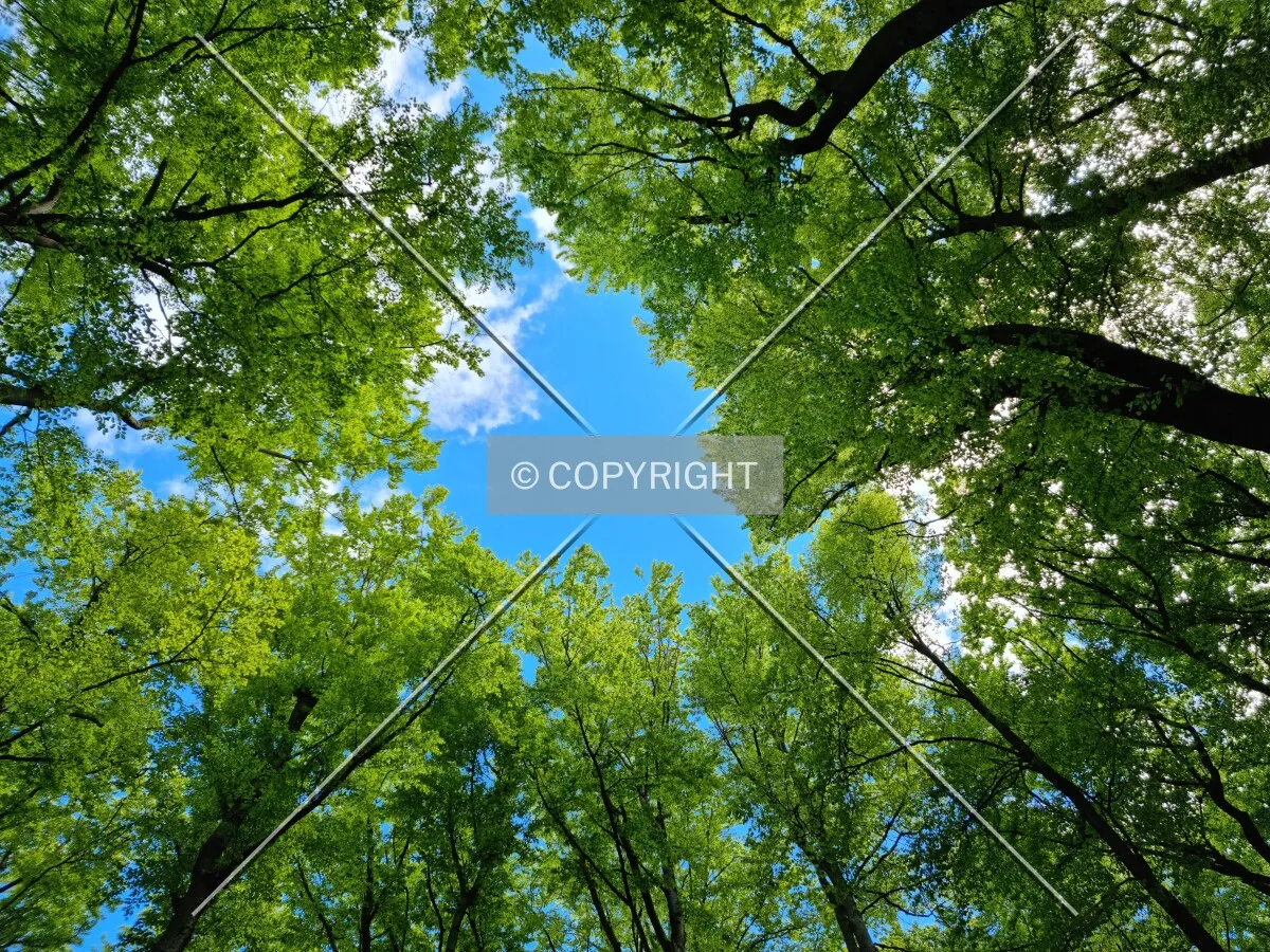 Simply trees in a forest