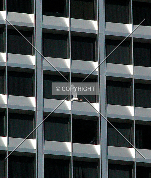 Photo 176-531-226