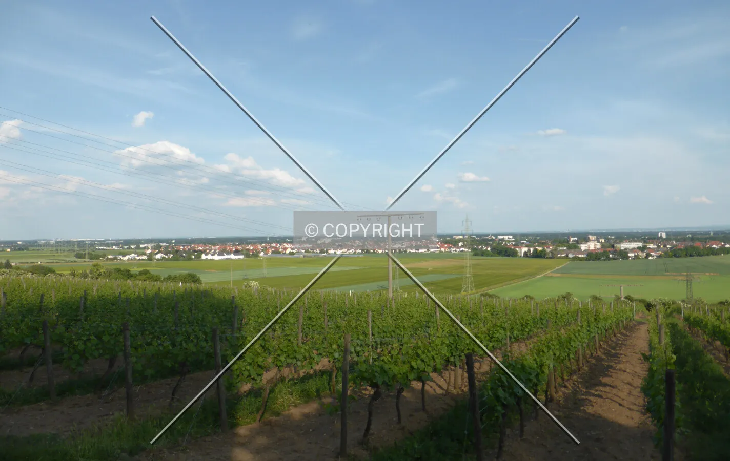Vineyards around Flörsheim-Wicker