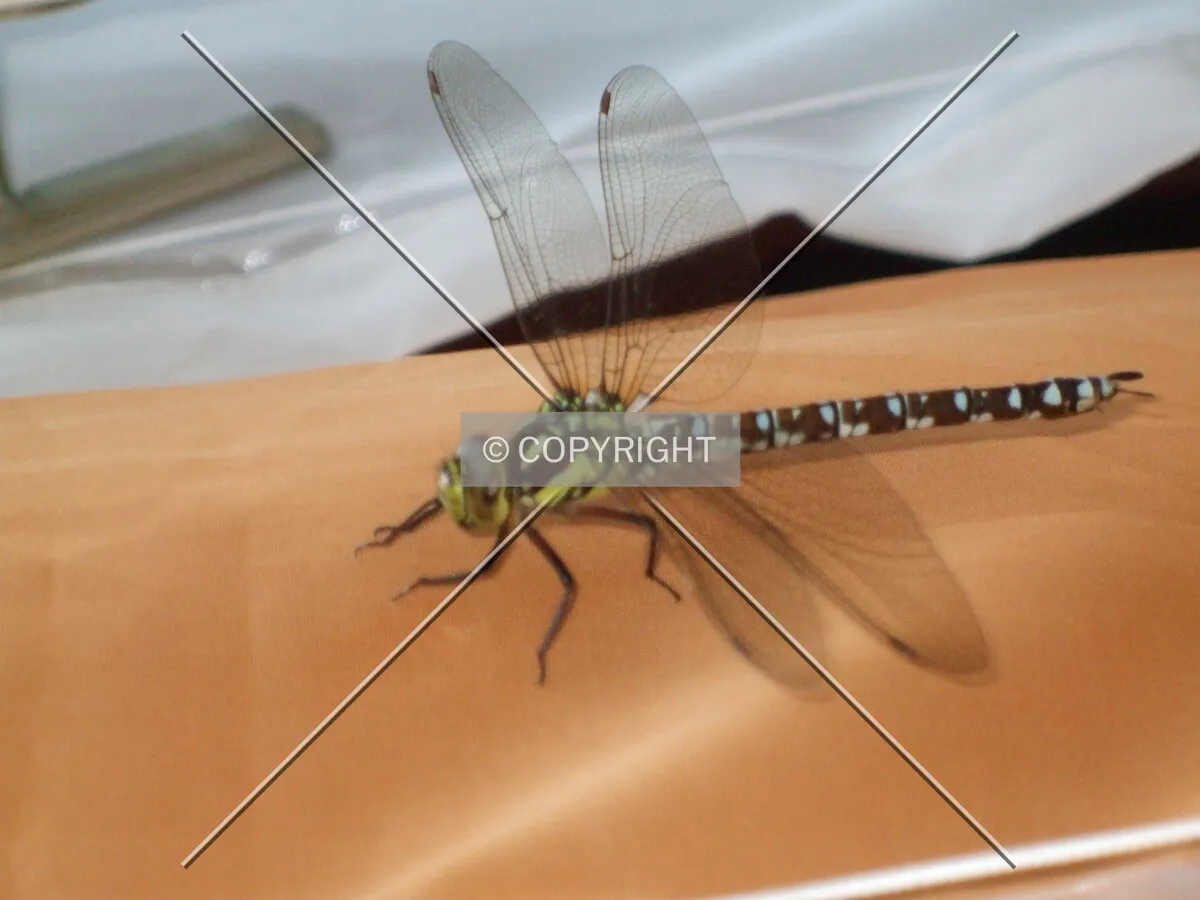 Dragonfly in the house.