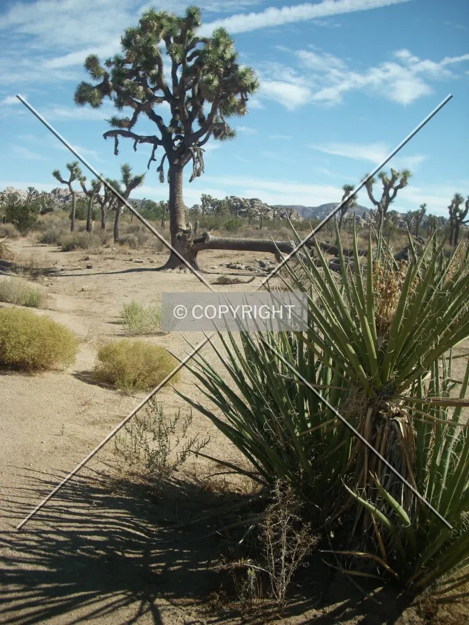 Photo 183-159-362
