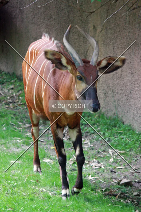 A Bongo from Kenya
