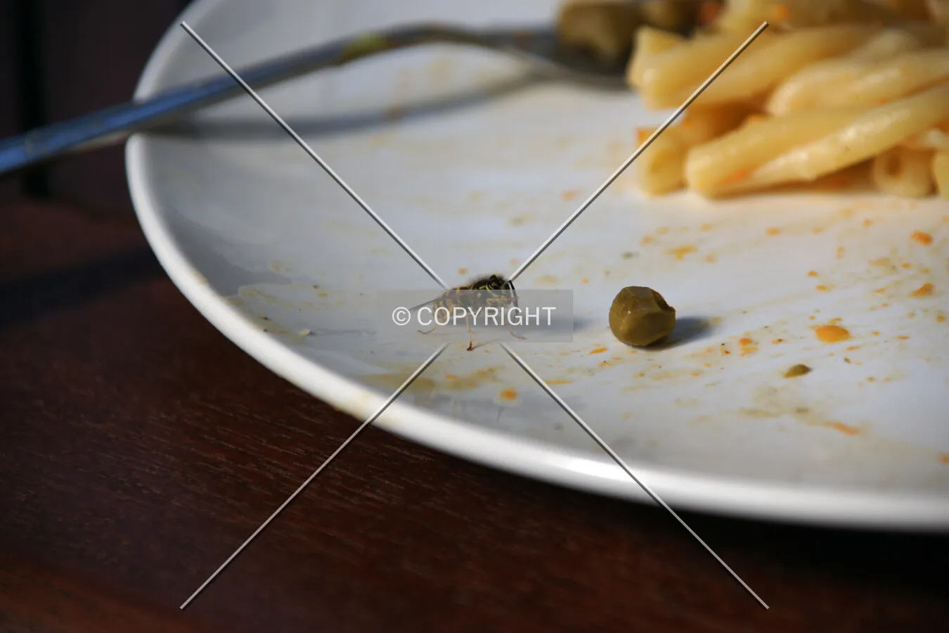 a wesp eating on a plate
