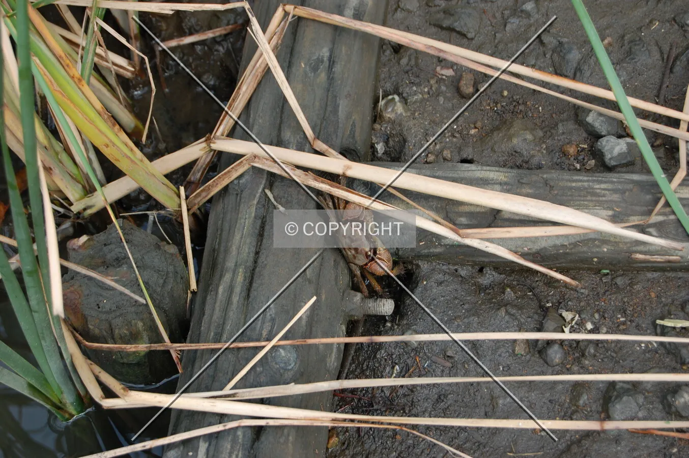 Photo 185-249-447