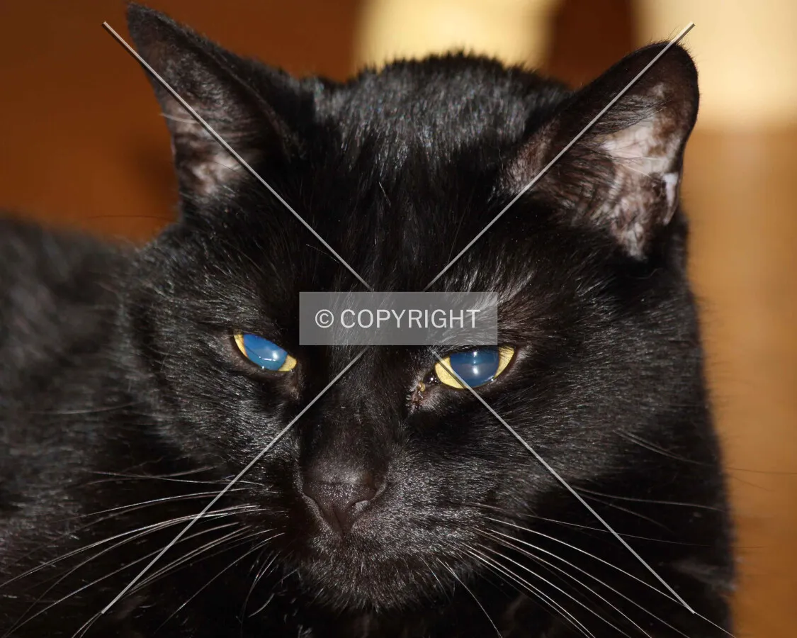Black cat
