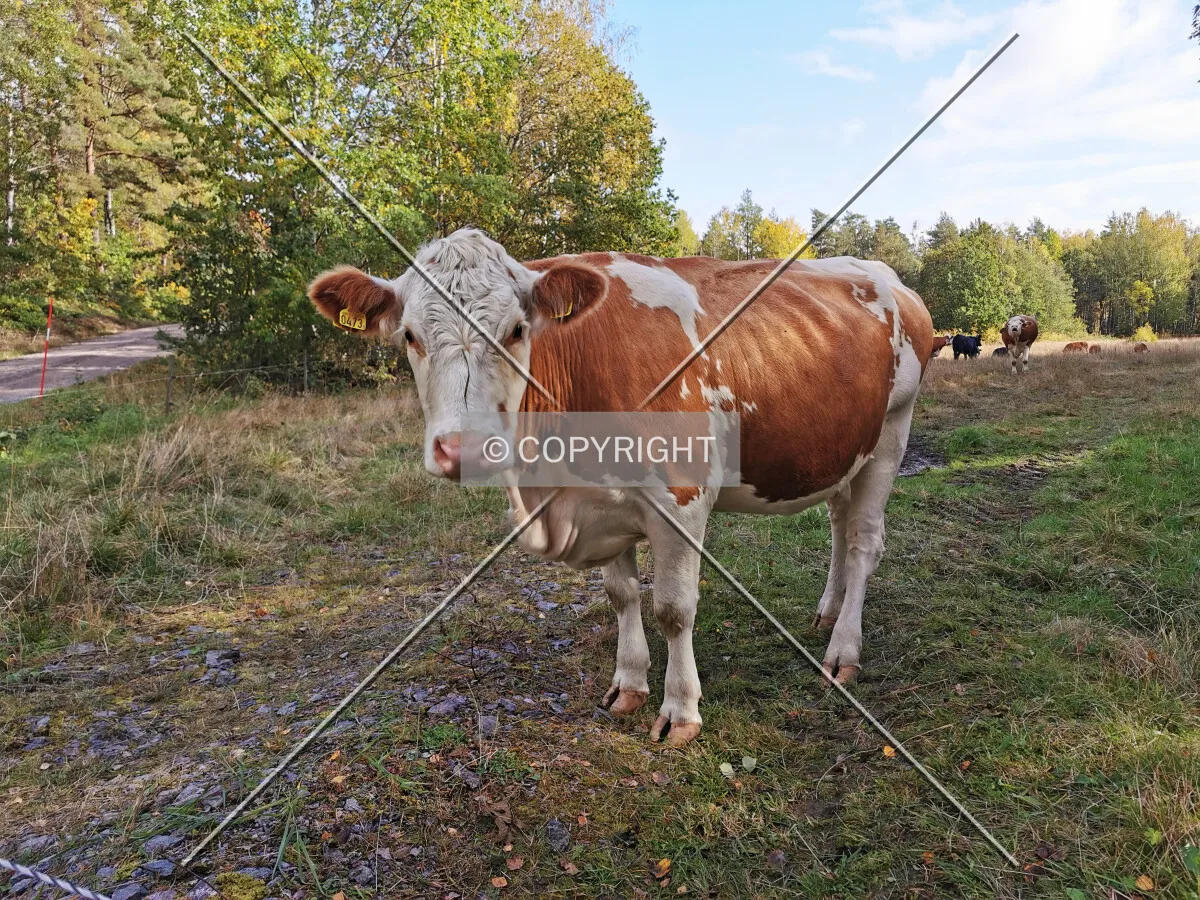 A cow