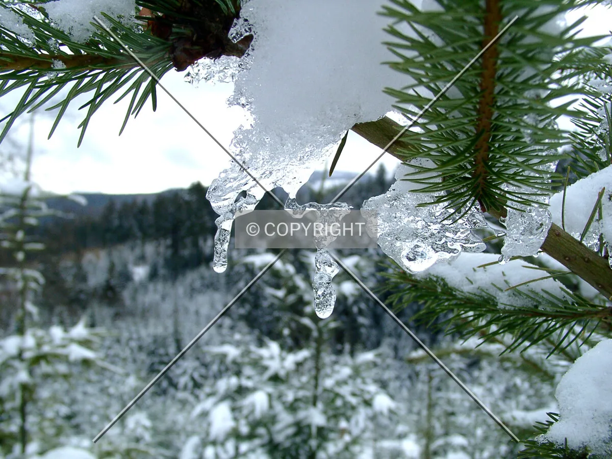 melting icicles on a fir branch