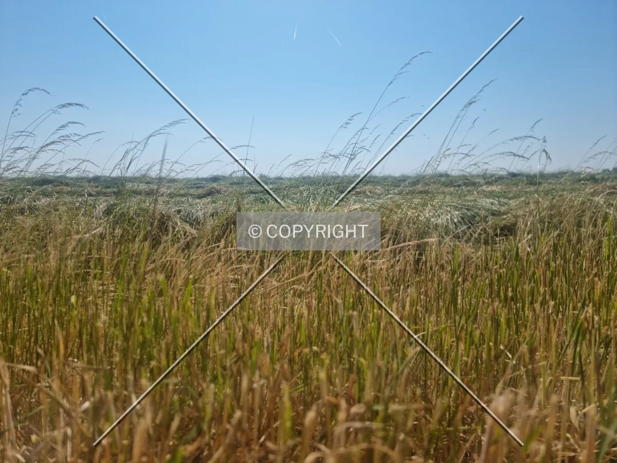 Photo 189-816-627