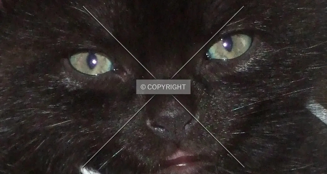 Cat. Black.
