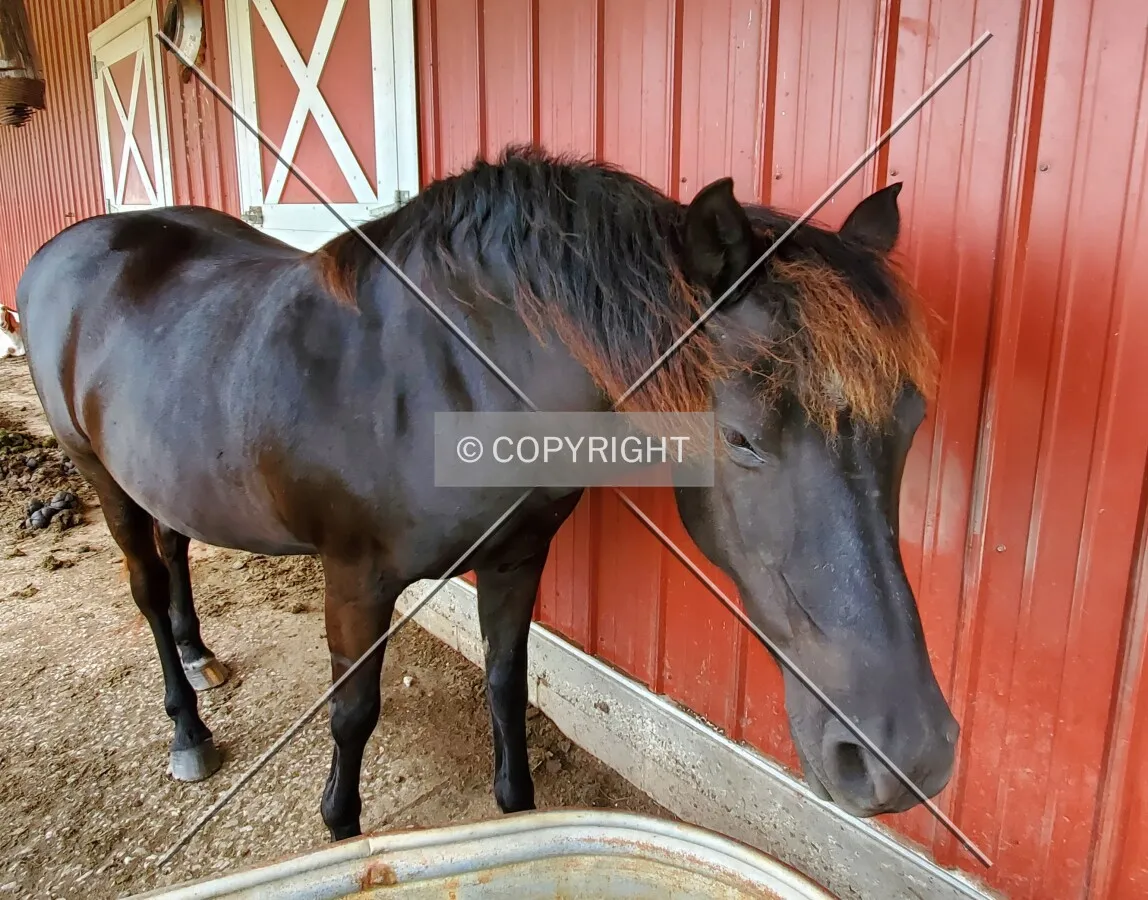 A horse