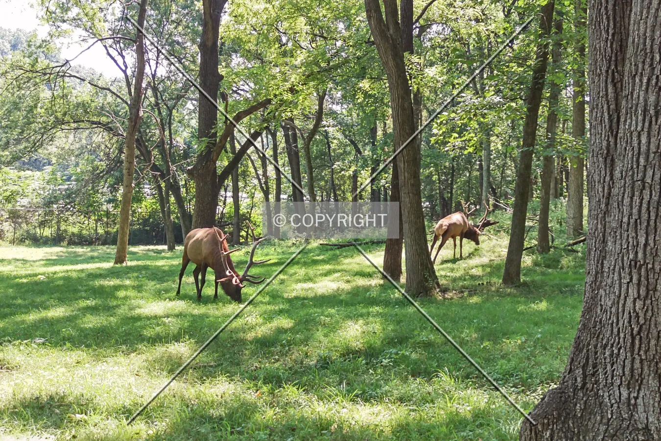 Elk grazing in the woods; August 15, 2015