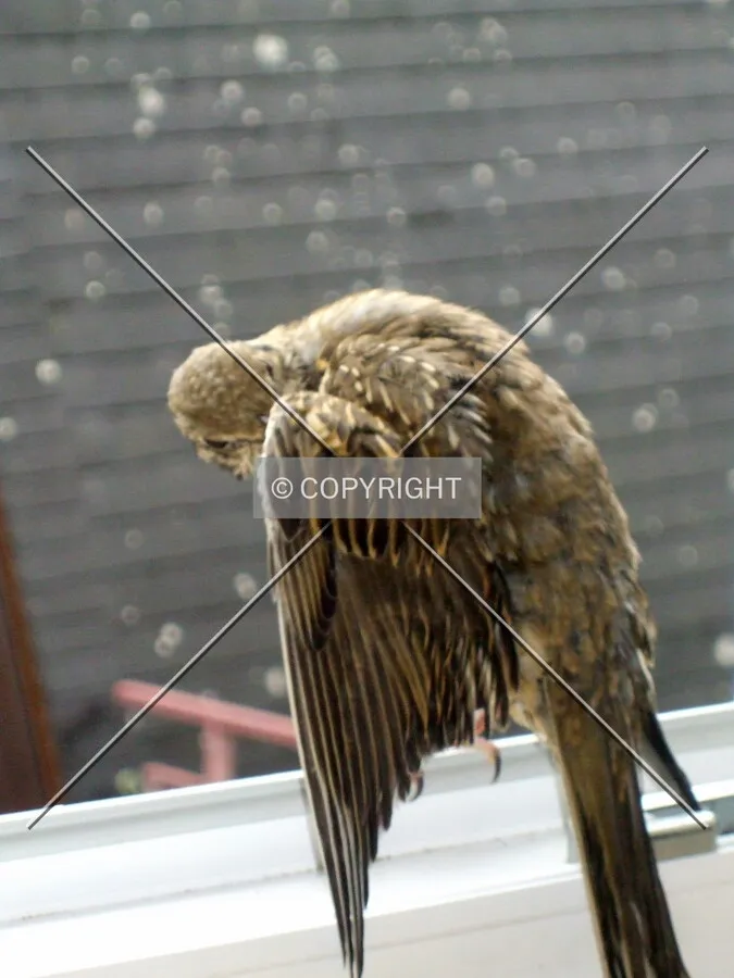 Skylark, Feldlerche, Alauda arvensis.