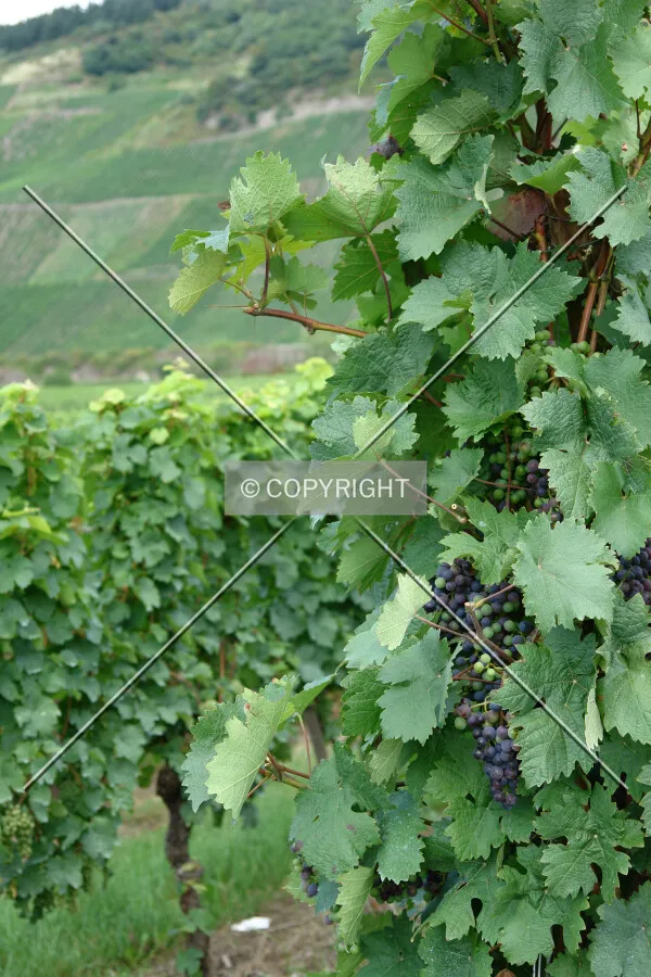 Green and blue grapes