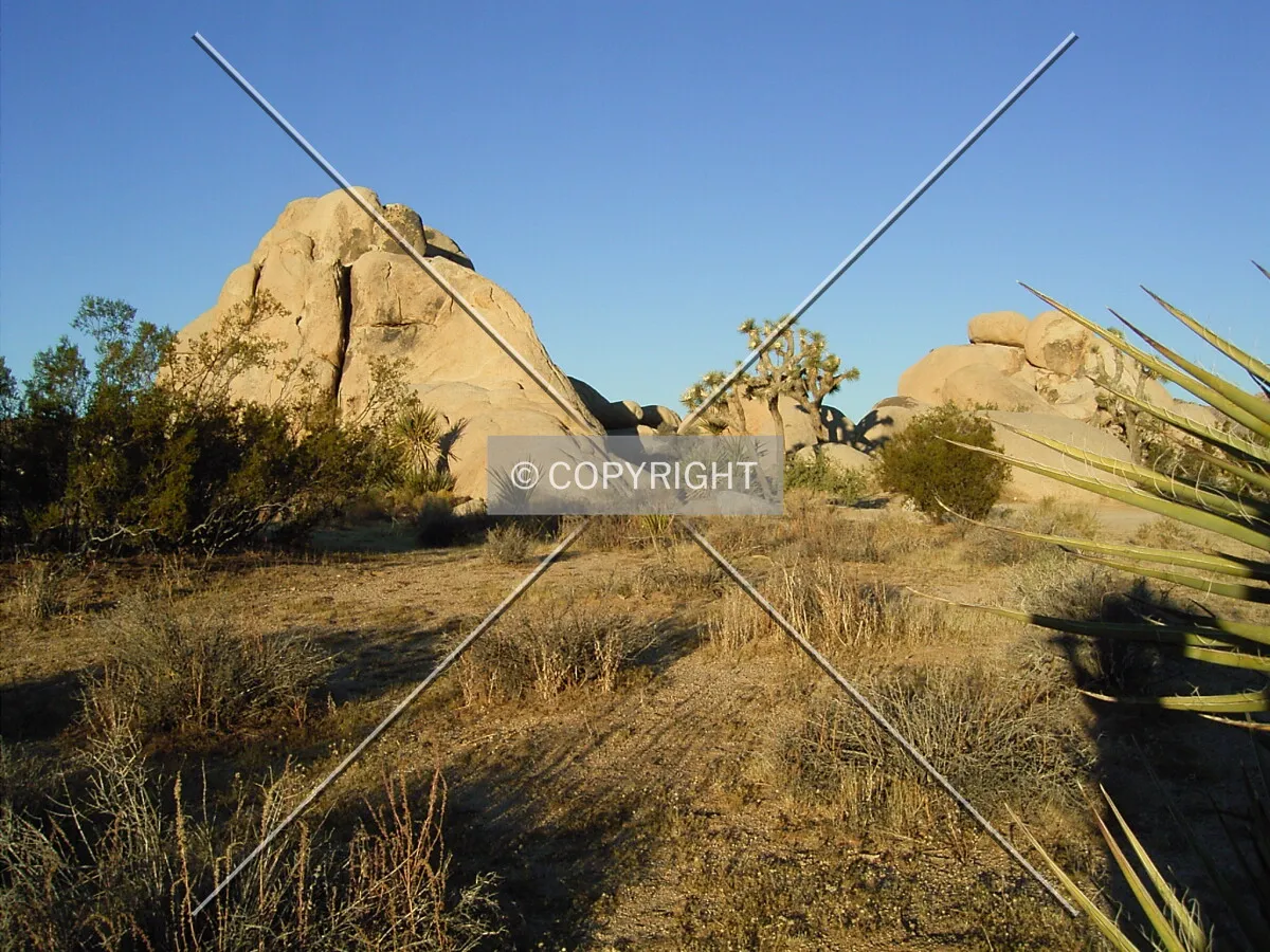 Joshua Tree national park