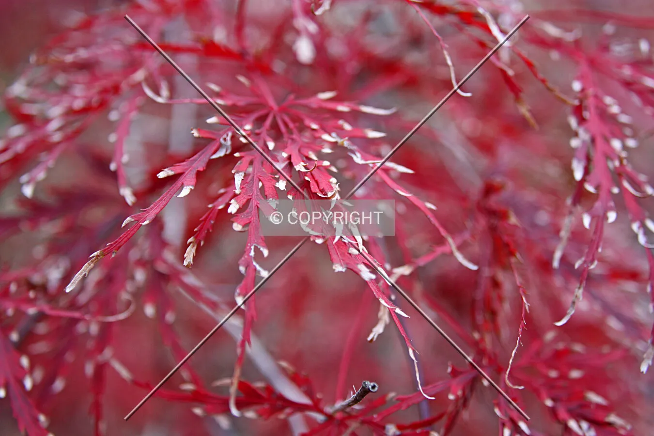 Red leaves on a tree