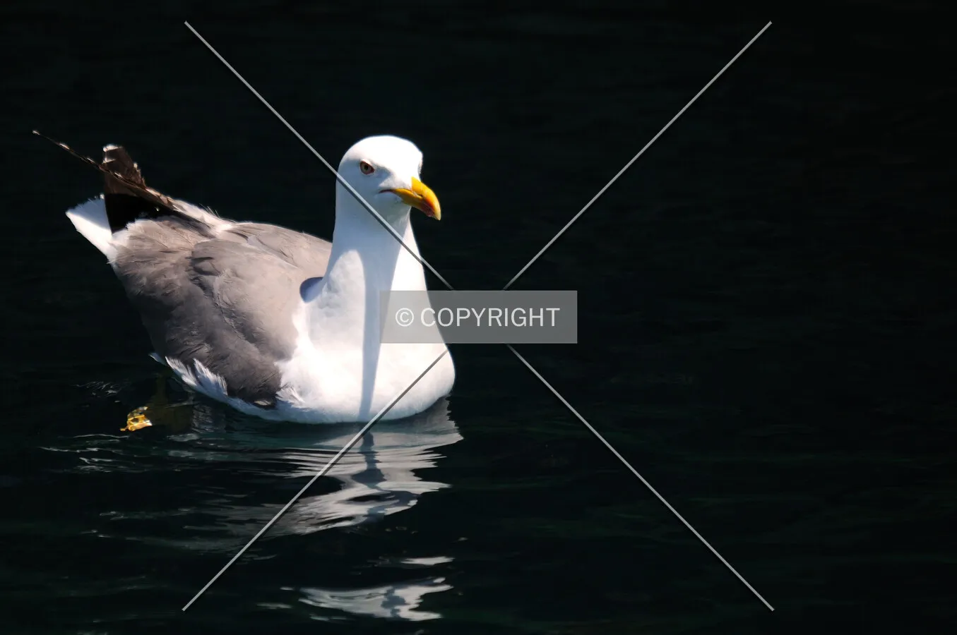 Seagull sailing paceful
