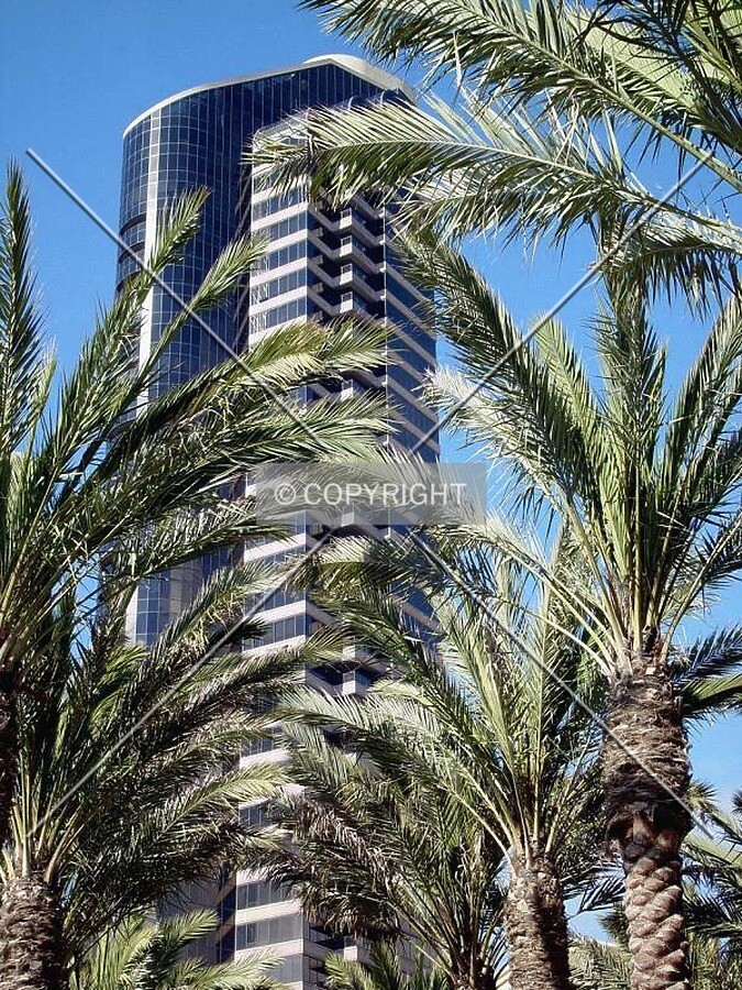 Hiding behind the palms