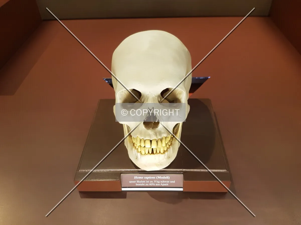 Skull