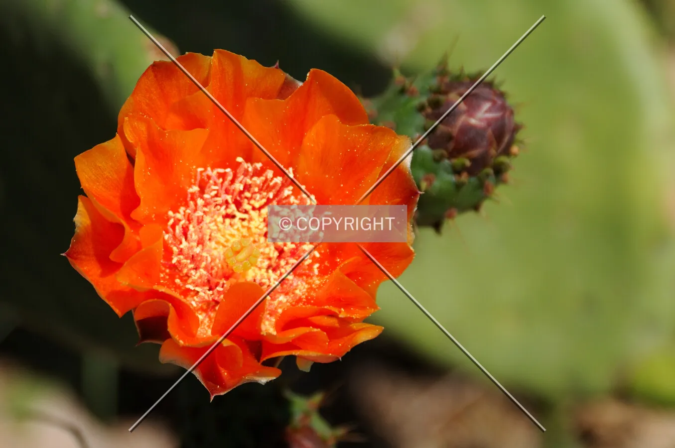Cactus flower