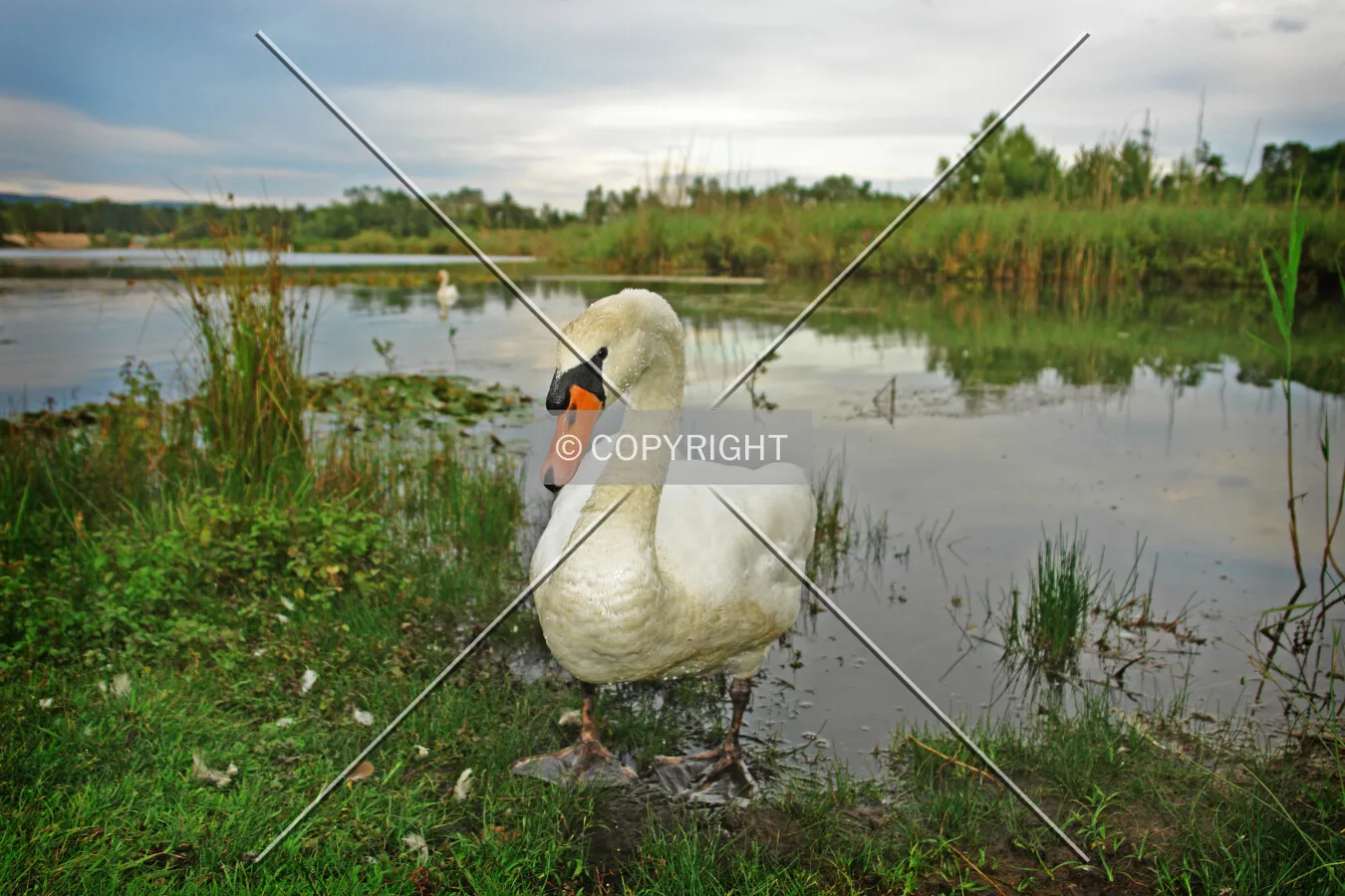 A swan on a lake