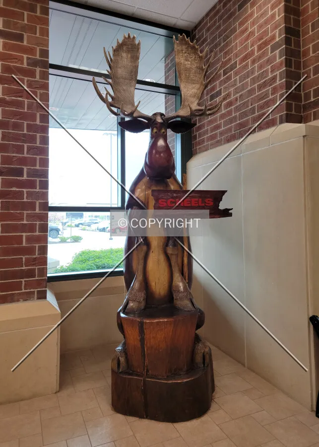 A moose in the front entryway; April 23, 2021