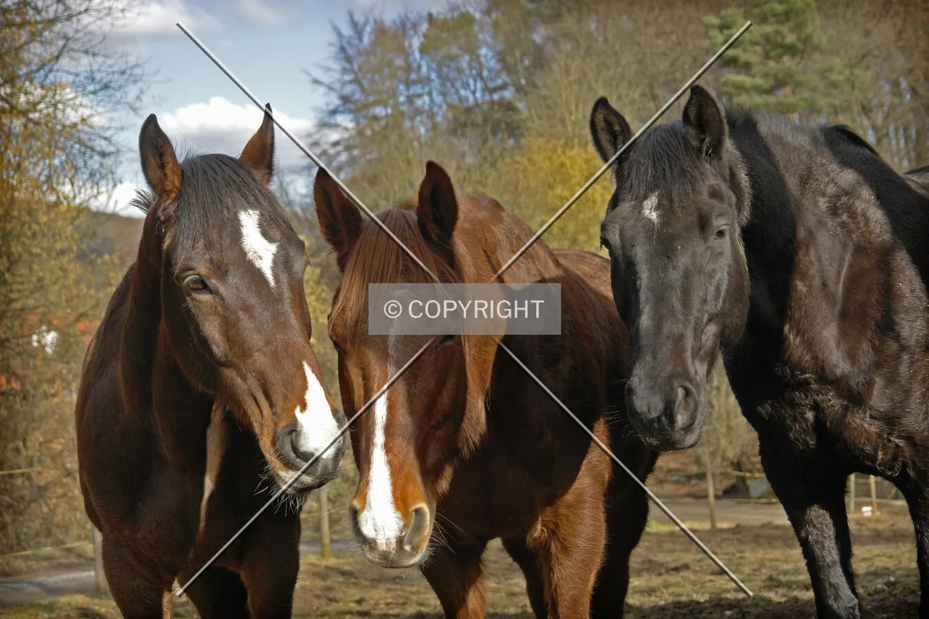 Photo 211-015-431