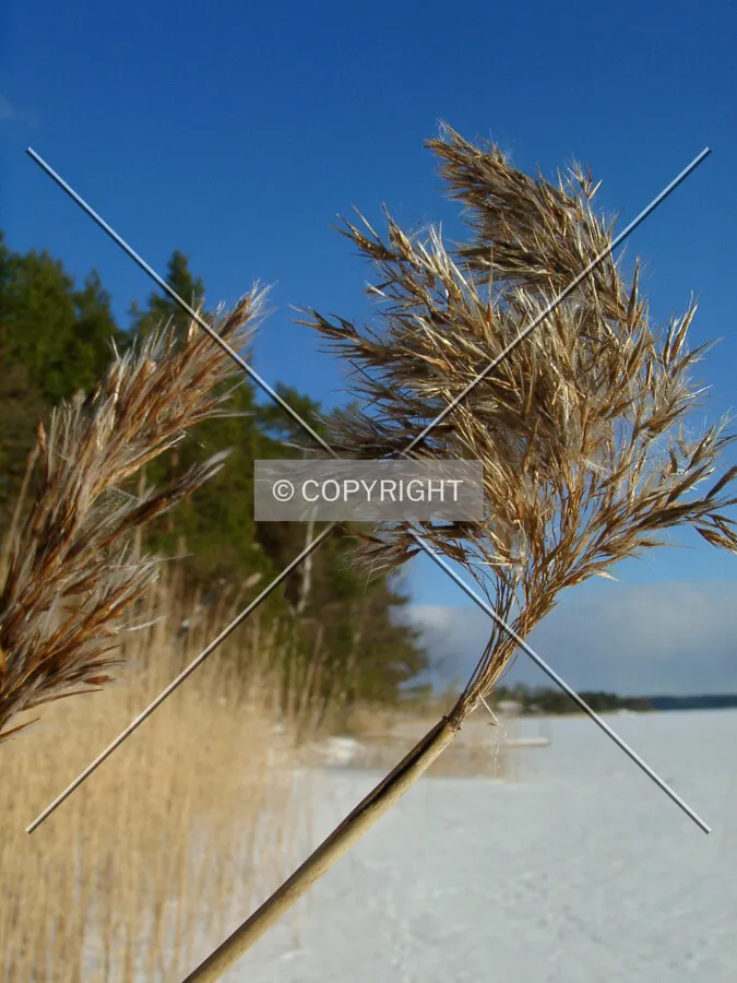 Reed on a beautiful winterday