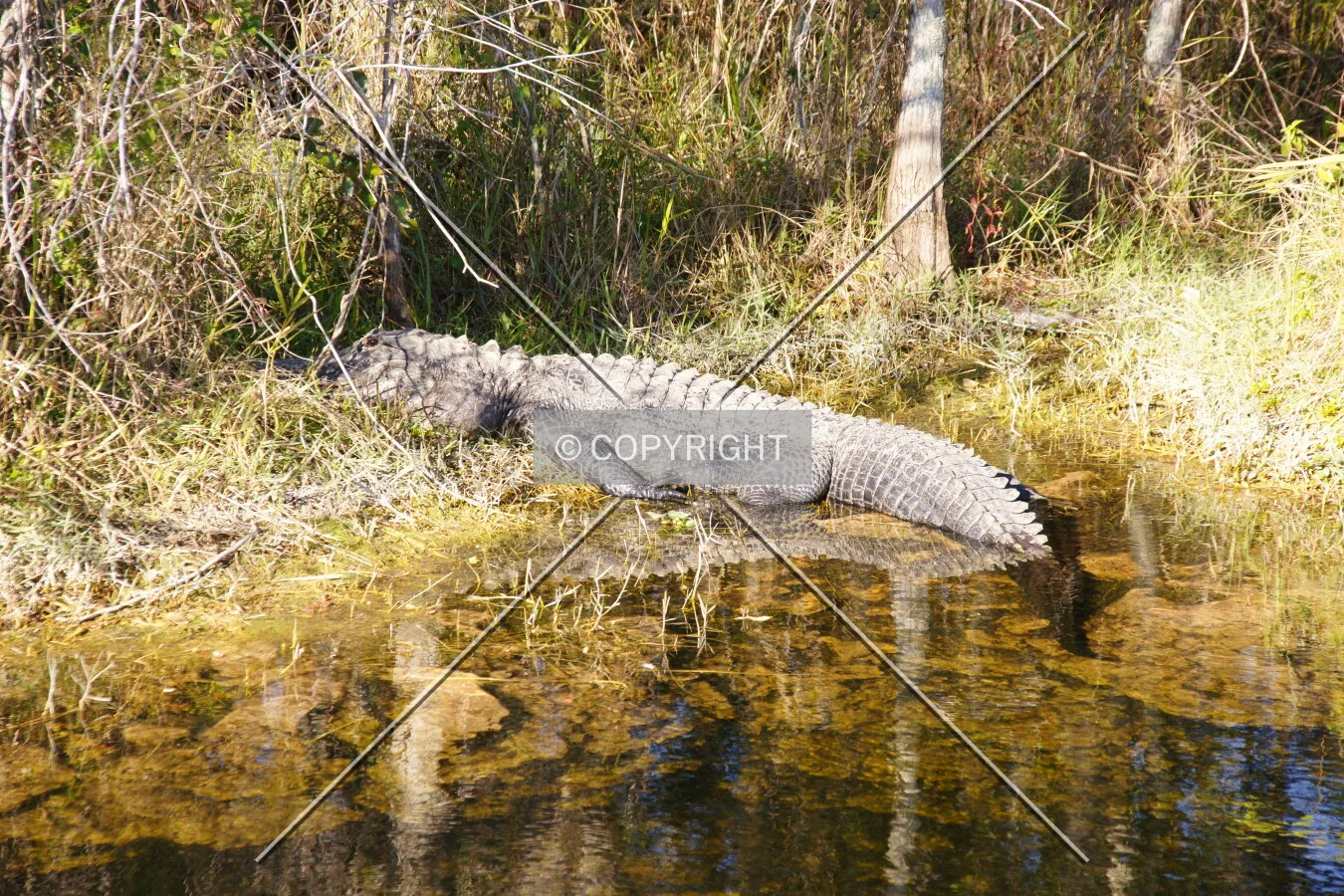 Photo 215-672-122