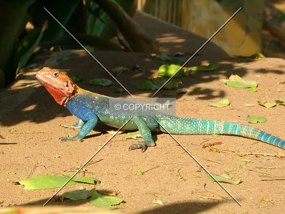 colourful lizard in Africa