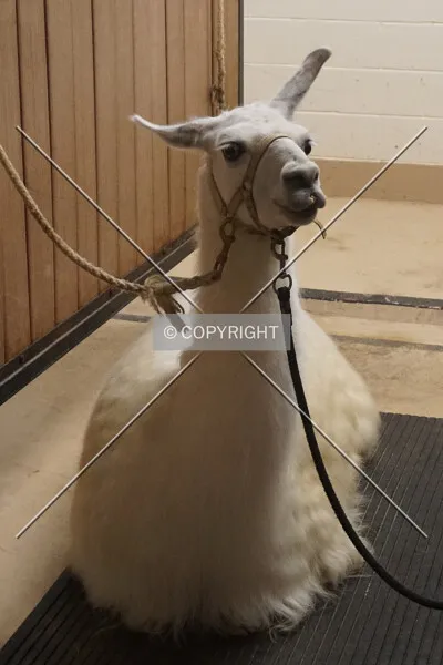 Photo 021-774-216