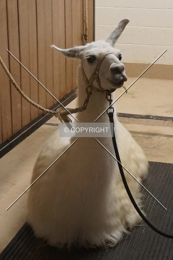 A llama used in the Moses show; October 22, 2016
