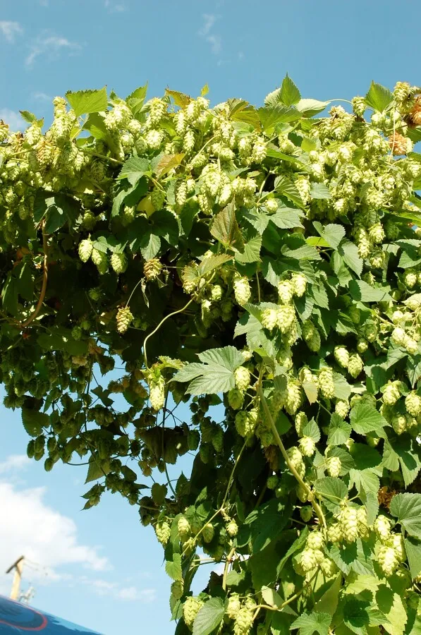 Hops on the vine
