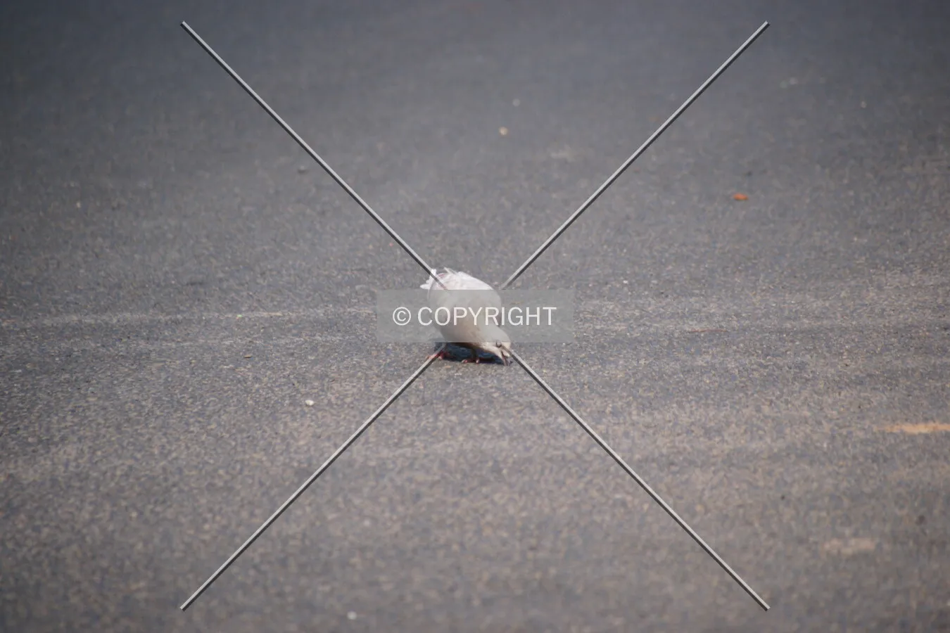A picking pigeon on a street